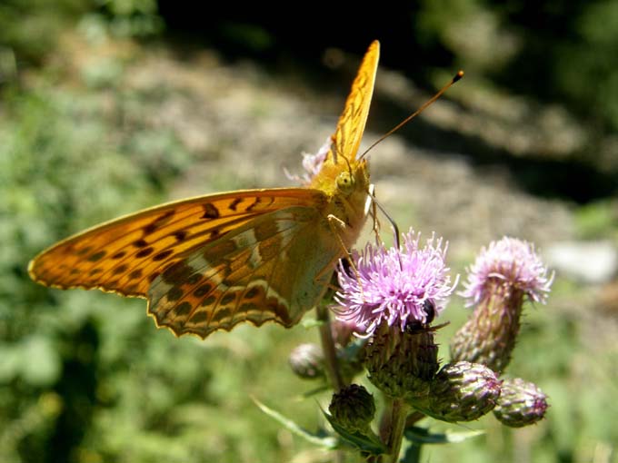 Nimphalidae: Issoria lathonia, Argynnis aglaia e Argynnis paphia