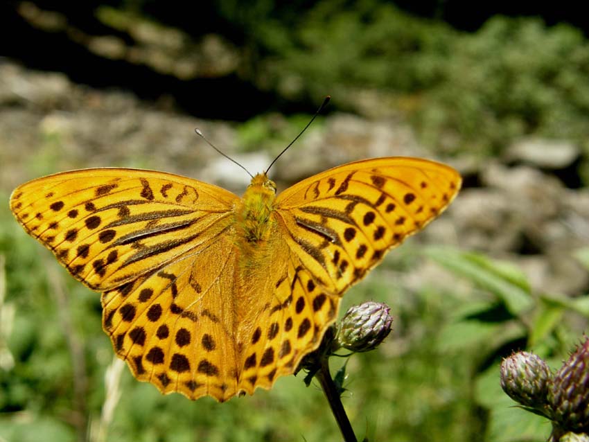 Nimphalidae: Issoria lathonia, Argynnis aglaia e Argynnis paphia