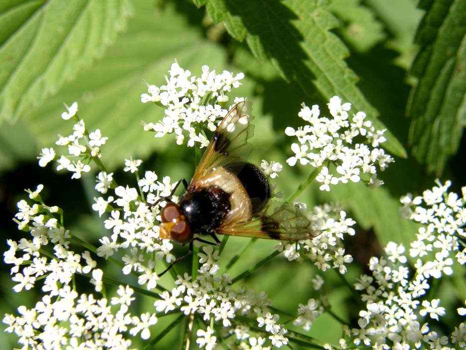 Syrphidae...dalle ali macchiate