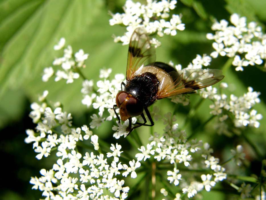 Syrphidae...dalle ali macchiate