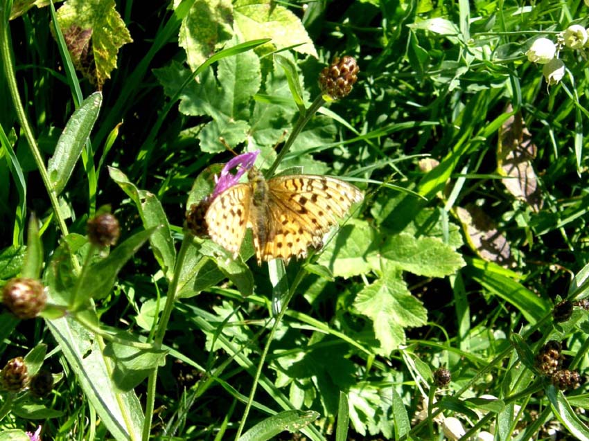 Nimphalidae: Issoria lathonia, Argynnis aglaia e Argynnis paphia