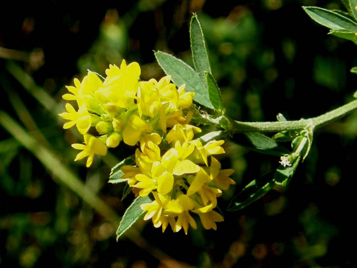 Galium verum e Medicago falcata