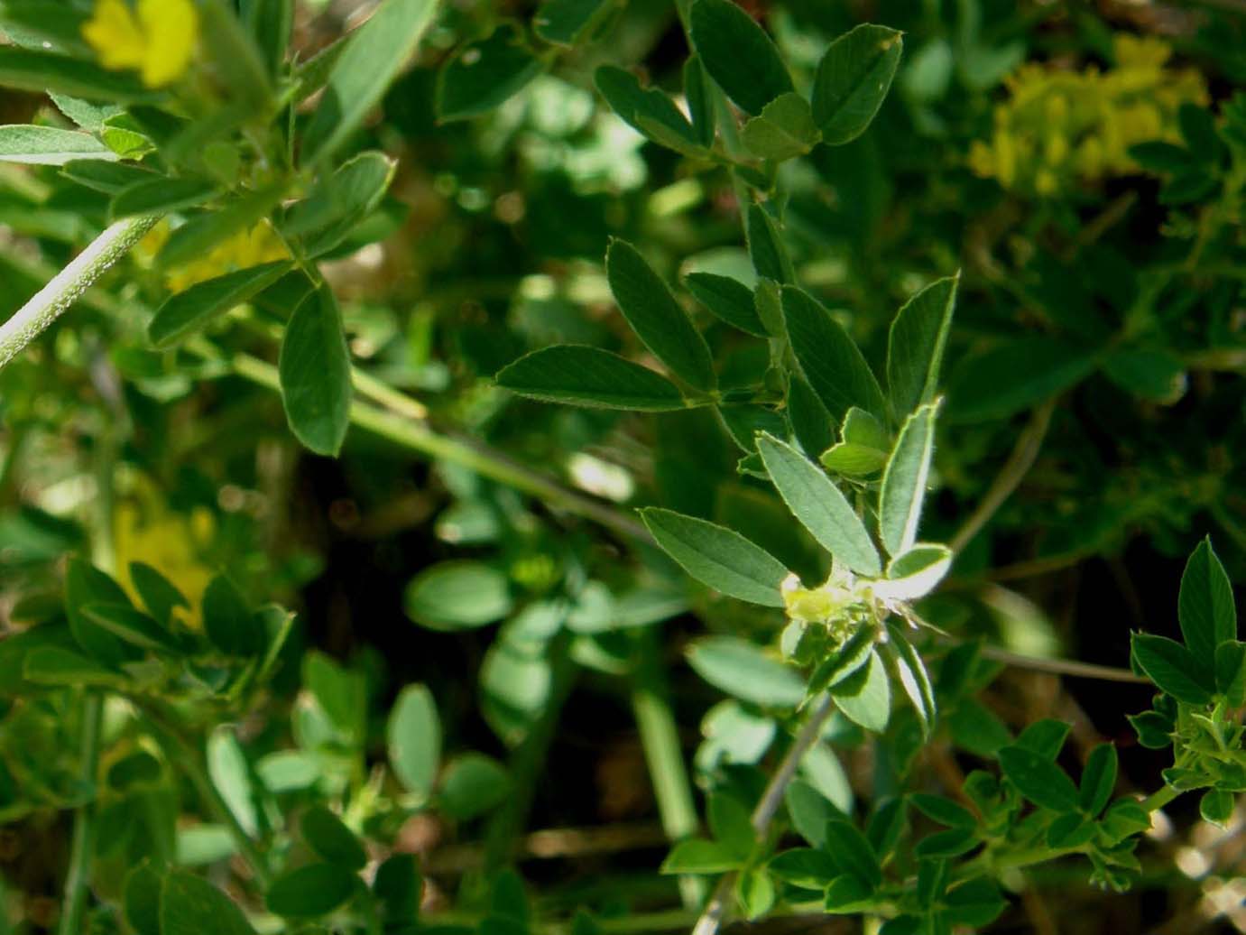 Galium verum e Medicago falcata