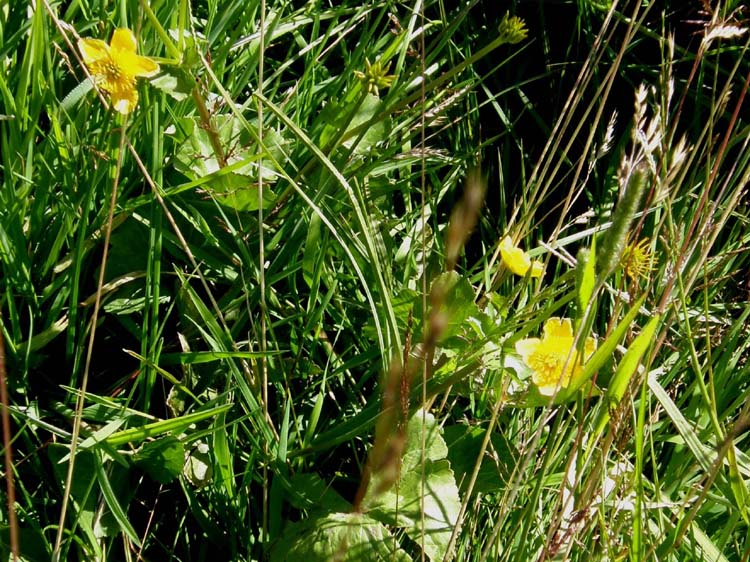 Alpe di Siusi (BZ) - Caltha palustris