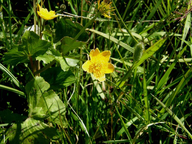 Alpe di Siusi (BZ) - Caltha palustris