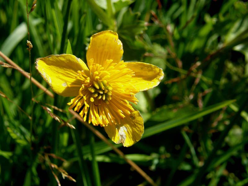 Alpe di Siusi (BZ) - Caltha palustris