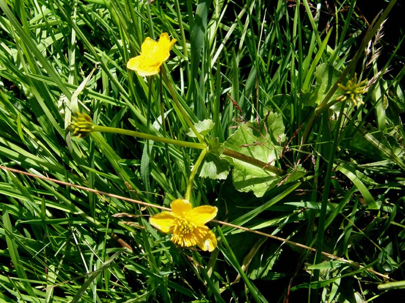 Alpe di Siusi (BZ) - Caltha palustris