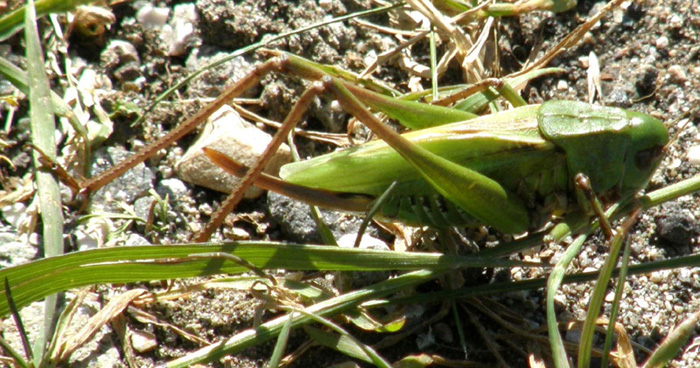 Decticus verrucivorus femmina