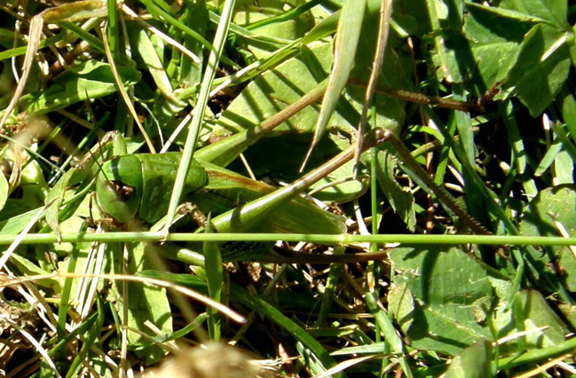 Decticus verrucivorus femmina