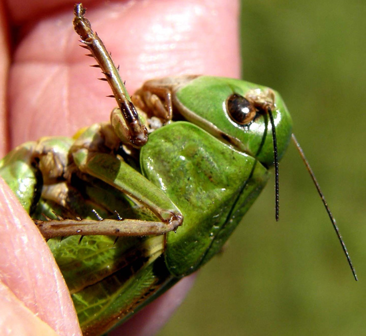 Decticus verrucivorus femmina