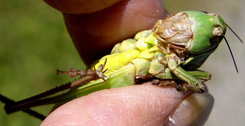 Decticus verrucivorus femmina