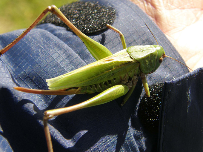 Decticus verrucivorus femmina