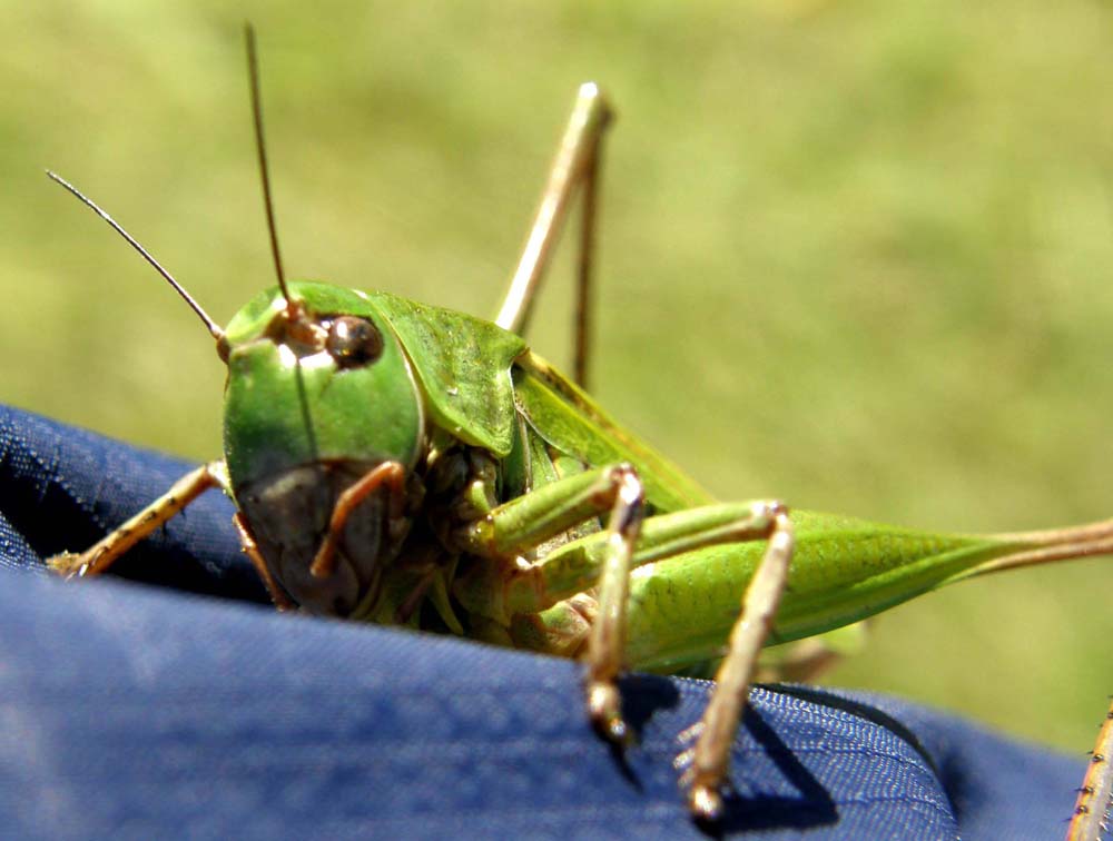 Decticus verrucivorus femmina