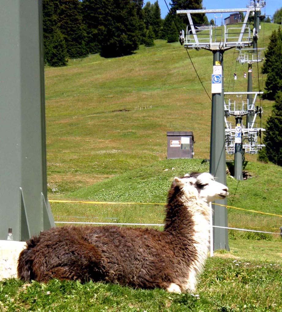 Alpaca nei rifugi dolomitici