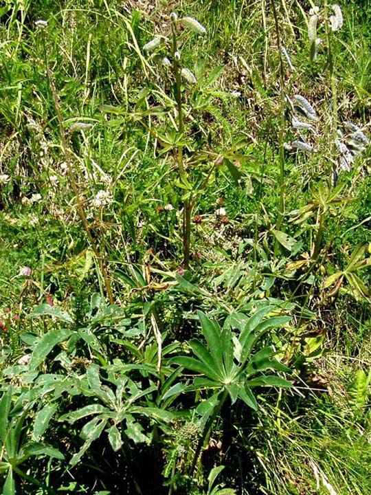 Lupinus cfr. polyphyllus  (Fabaceae)