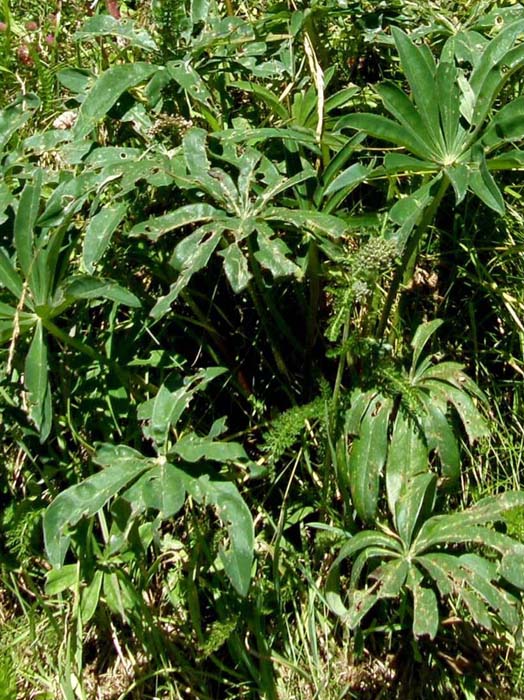 Lupinus cfr. polyphyllus  (Fabaceae)