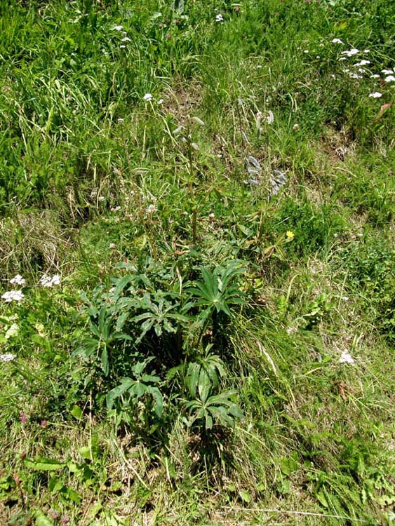 Lupinus cfr. polyphyllus  (Fabaceae)