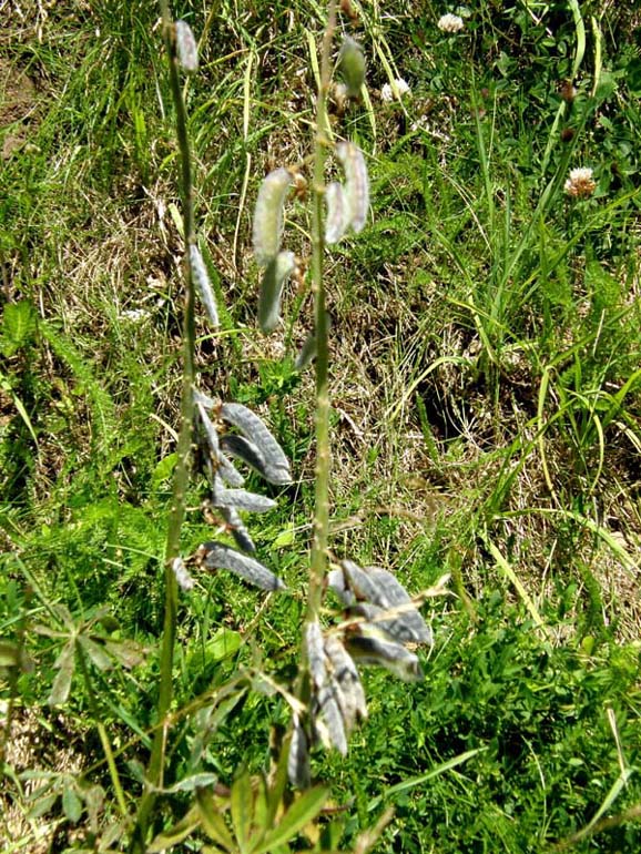 Lupinus cfr. polyphyllus  (Fabaceae)