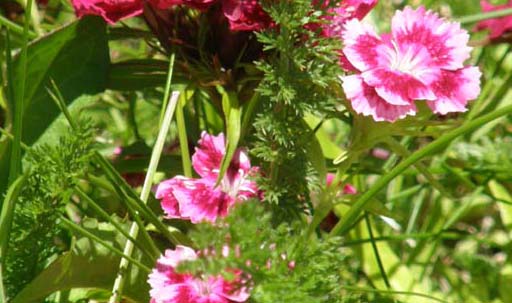 Dianthus barbatus L.