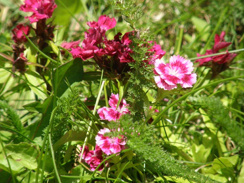 Dianthus barbatus L.