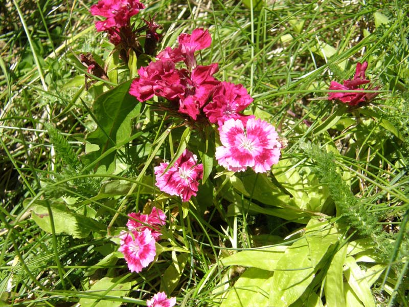 Dianthus barbatus L.