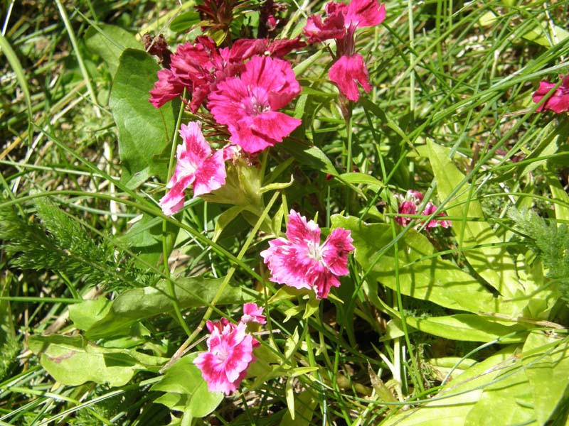 Dianthus barbatus L.