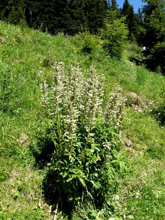 Lupinus cfr. polyphyllus  (Fabaceae)