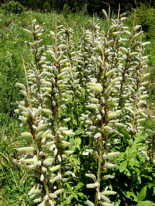 Lupinus cfr. polyphyllus  (Fabaceae)