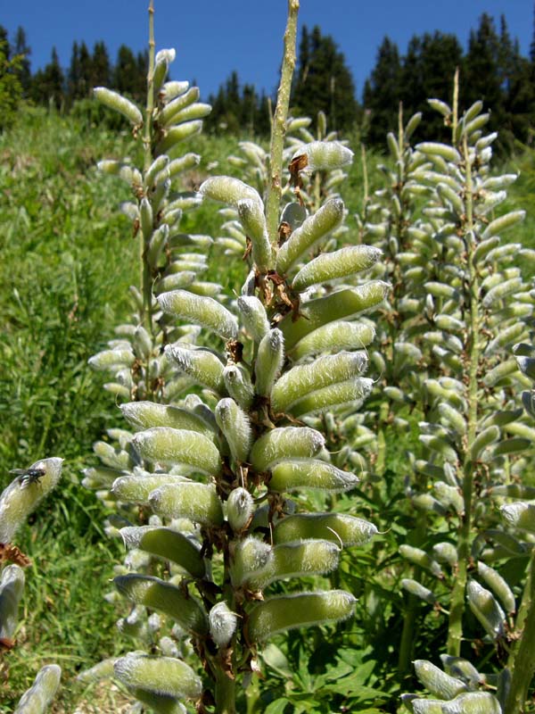 Lupinus cfr. polyphyllus  (Fabaceae)