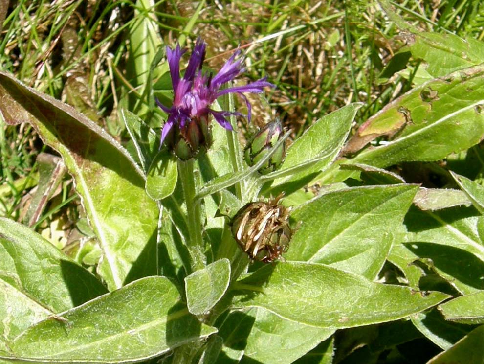 Asteracea alpina - Cyanus triumfetti