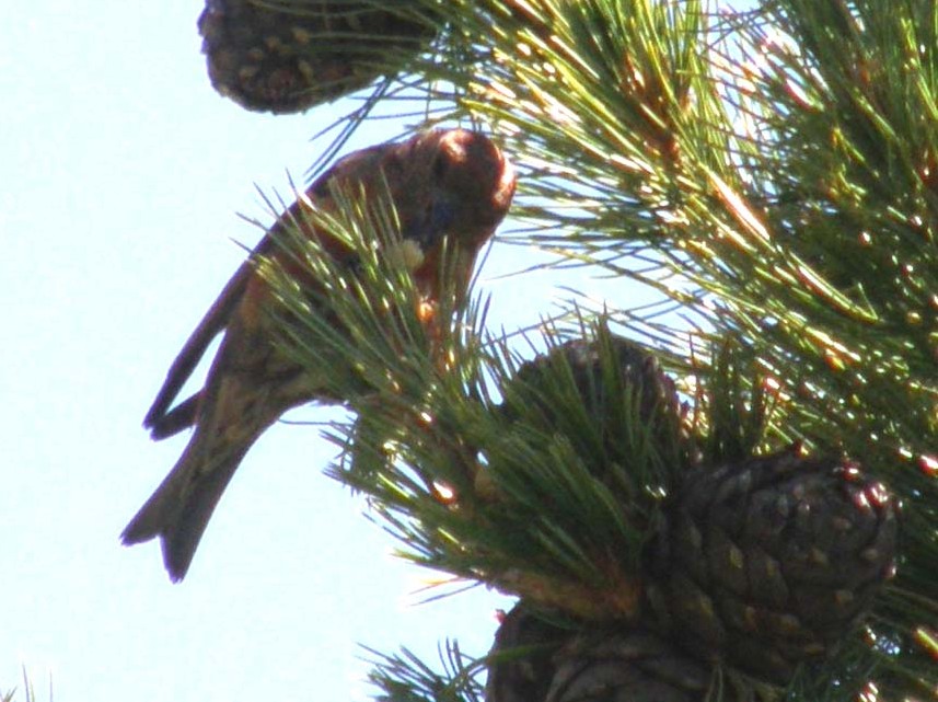 A pranzo su una conifera: Crociere  maschio (Loxia curvirostra)