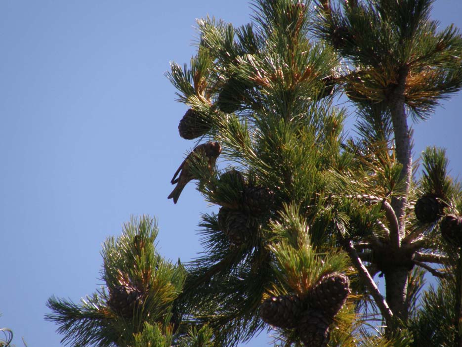 Conifera da individuare - Pinus cembra