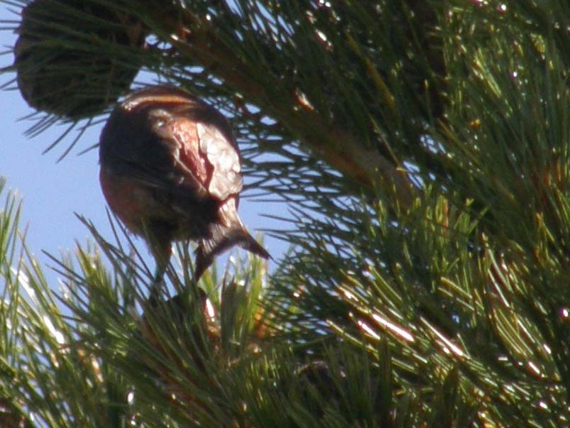 A pranzo su una conifera: Crociere  maschio (Loxia curvirostra)