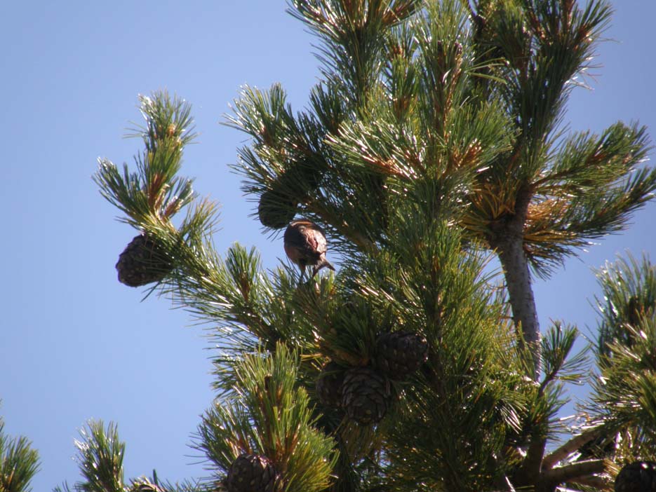 Conifera da individuare - Pinus cembra