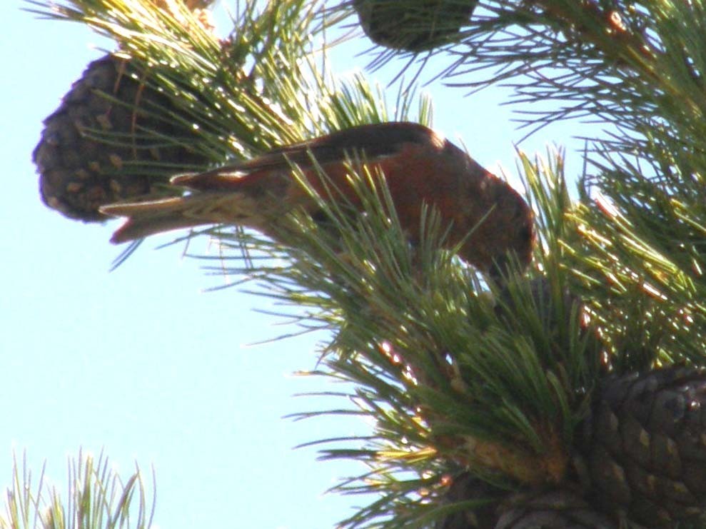 A pranzo su una conifera: Crociere  maschio (Loxia curvirostra)