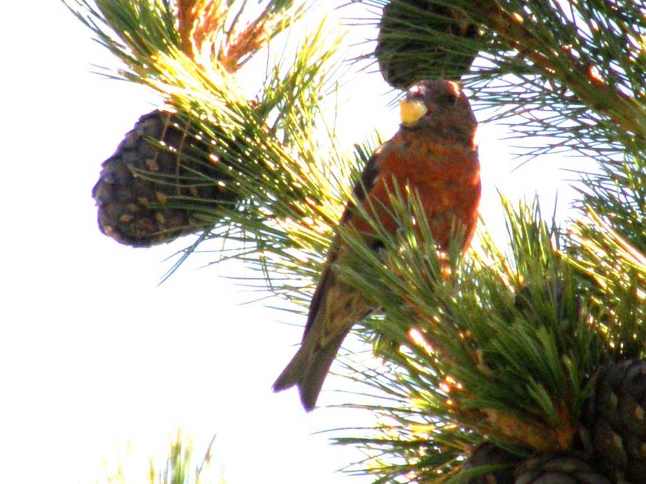 A pranzo su una conifera: Crociere  maschio (Loxia curvirostra)