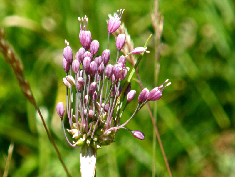 Allium da identificare 2 - Allium carinatum