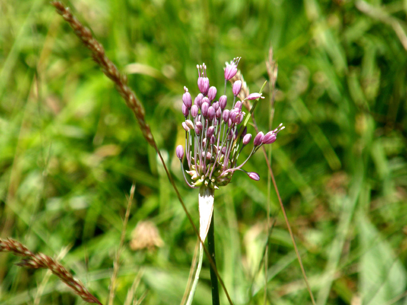 Allium da identificare 2 - Allium carinatum