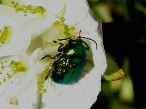 Piccolo coleottero...alpino (Cryptocephalus sp.)