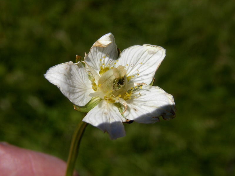 Bianco fiore alpino - Parnassia palustris