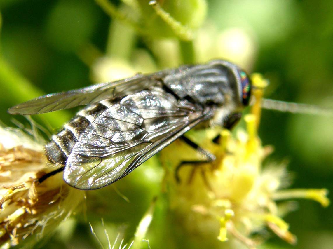 Tabanus sp.