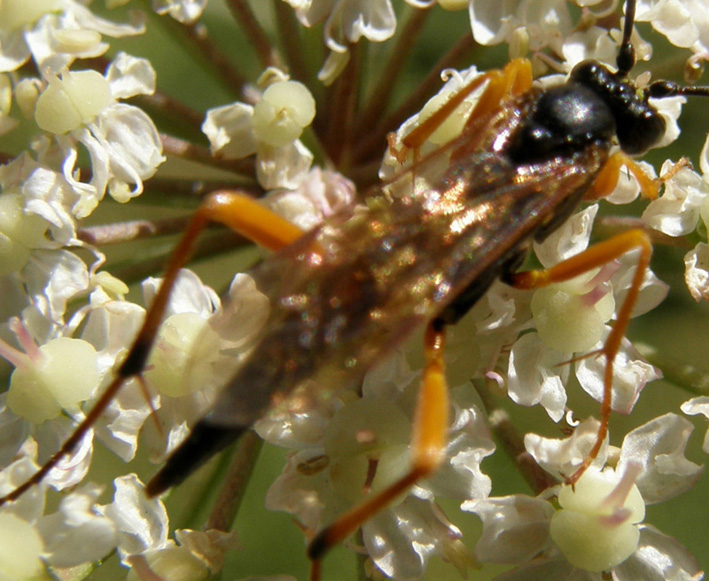 Imenottero...alpino (Ichneumonidae sottofamiglia Banchinae)