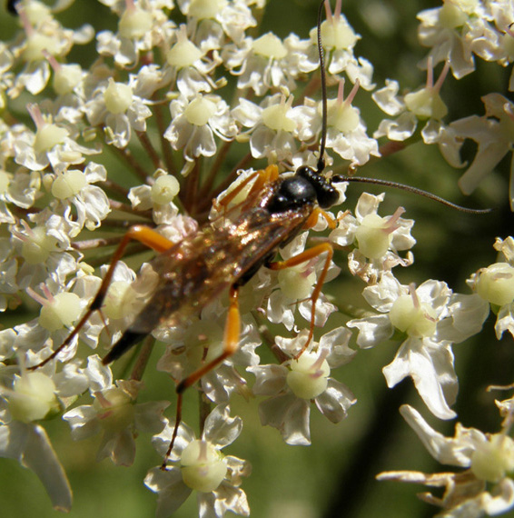 Imenottero...alpino (Ichneumonidae sottofamiglia Banchinae)