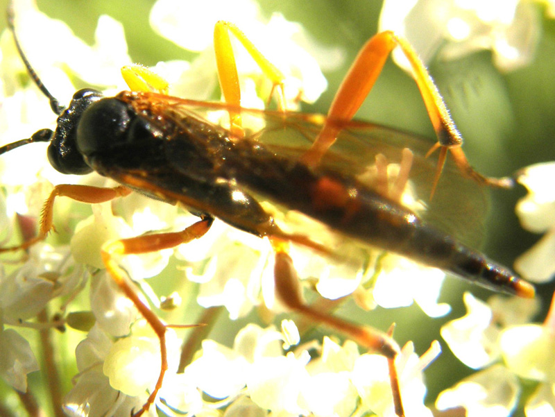 Imenottero...alpino (Ichneumonidae sottofamiglia Banchinae)