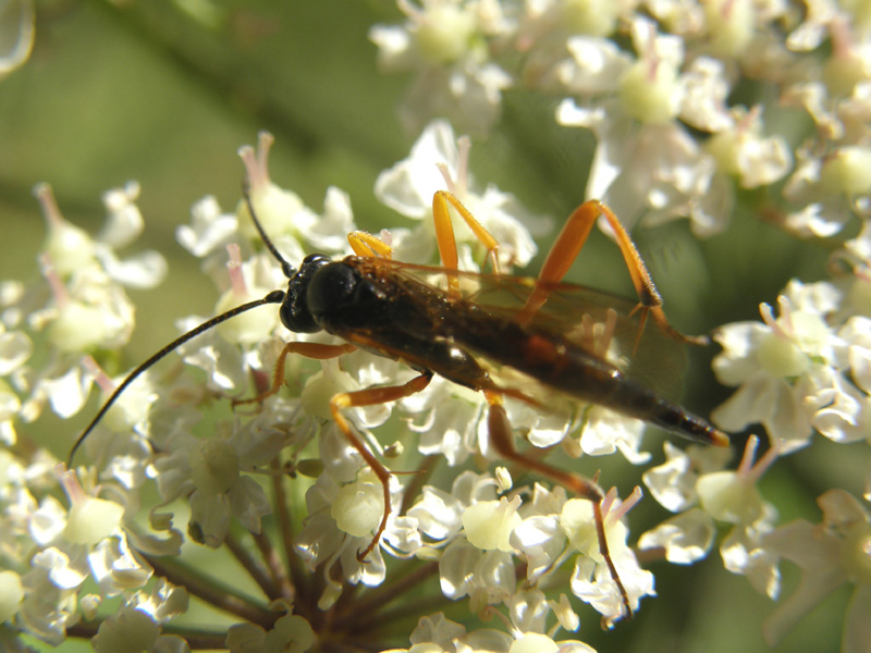 Imenottero...alpino (Ichneumonidae sottofamiglia Banchinae)