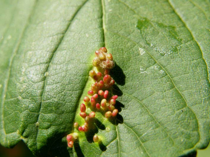 Fungo parassita di rododendro:  Exobasidium rhododendri