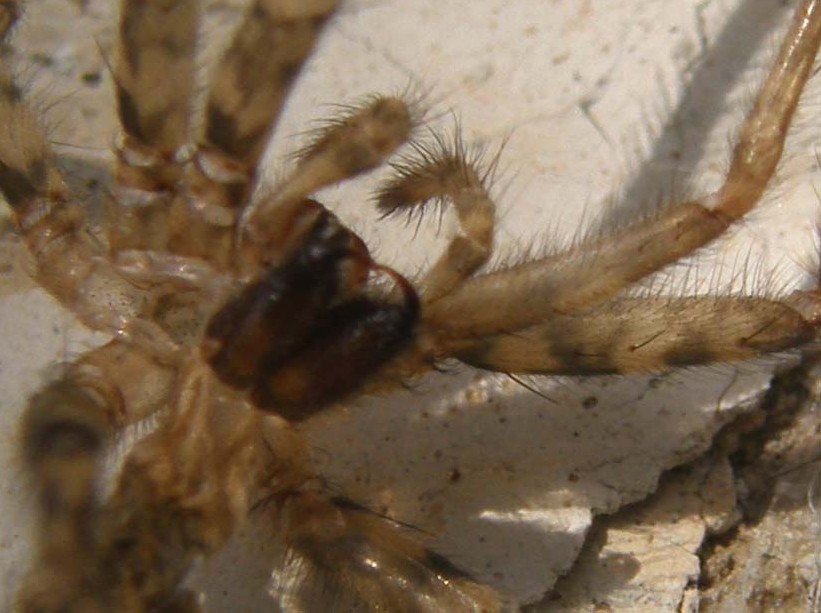 Esuvia di Tegenaria sp.