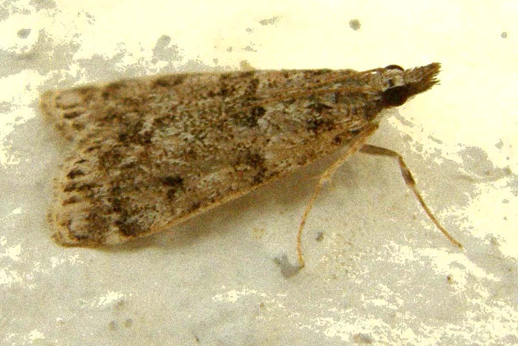 Crambidae Scopariinae