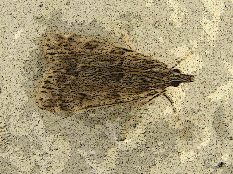 Crambidae Scopariinae