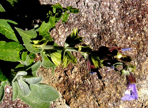 Salvia officinalis  (Lamiaceae)